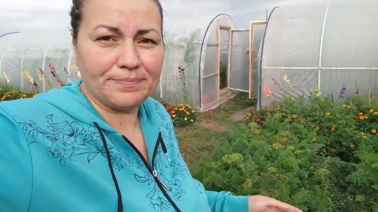 Готовлю чай из морковной ботвы // Убираем овощи с огорода.