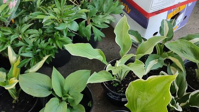 Цветочный рынок "Ярмарка Вкуса" 17.05.24г смотреть онлайн