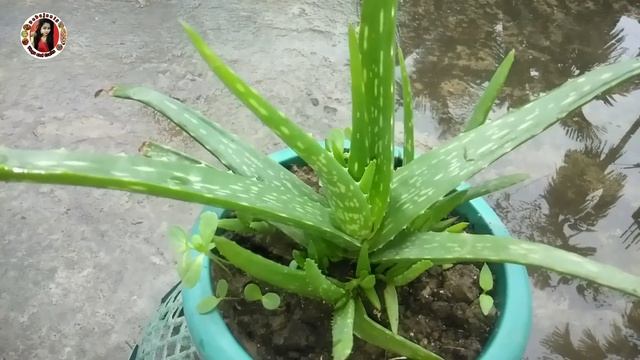 aloe vera plant care ॥ assamese flower garden ॥ home gardening ॥ এলভেৰা যতন ॥ Assamese vlogs ॥