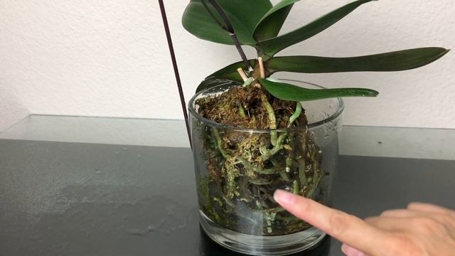 兰花-如何管好你的手一少浇水。什么时候需要换水苔 смотреть онлайн