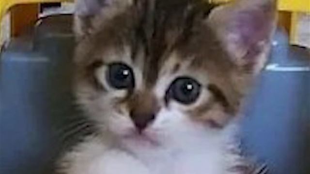 Nu guinea Disco sole смотреть онлайн