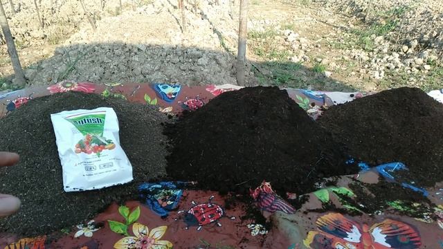 SEMAI TOMAT SERVO (1) PENCAMPURAN MEDIA SEMAI. смотреть онлайн