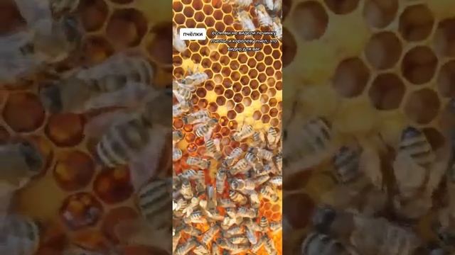 королева пчел смотреть онлайн