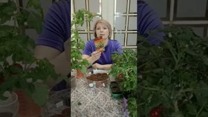 Сажаем низкорослые помидоры и перцы (балконного типа👍)!!🌶️🍅