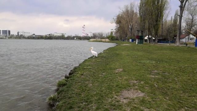 Охота на уток и голубей, встреча с пеликаном! Hunting ducks and pigeons, meeting with a pelican! смотреть онлайн