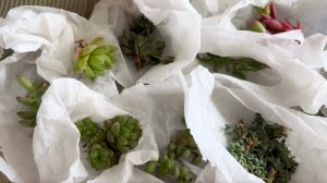 Распаковка суккулентов! Посылка от Ивана Соболева📦