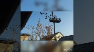 Ловля щеглов. Черноголовые.