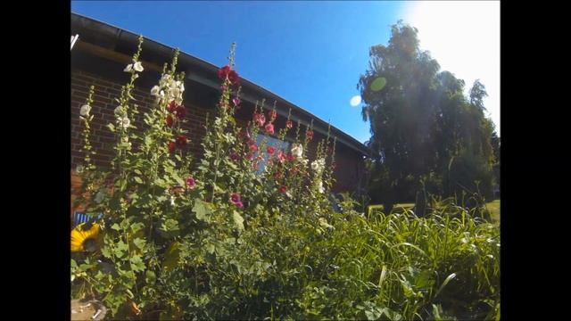 Timelapse flowers. смотреть онлайн