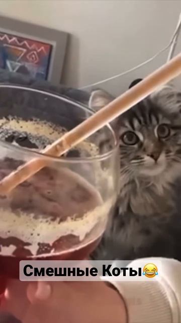 Милые и Смешные Коты под музыку #юмор #коты #животные #моменты смотреть онлайн