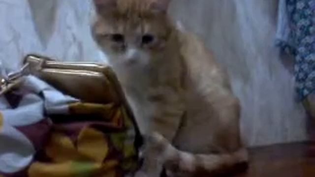 Анек кот 2 смотреть онлайн