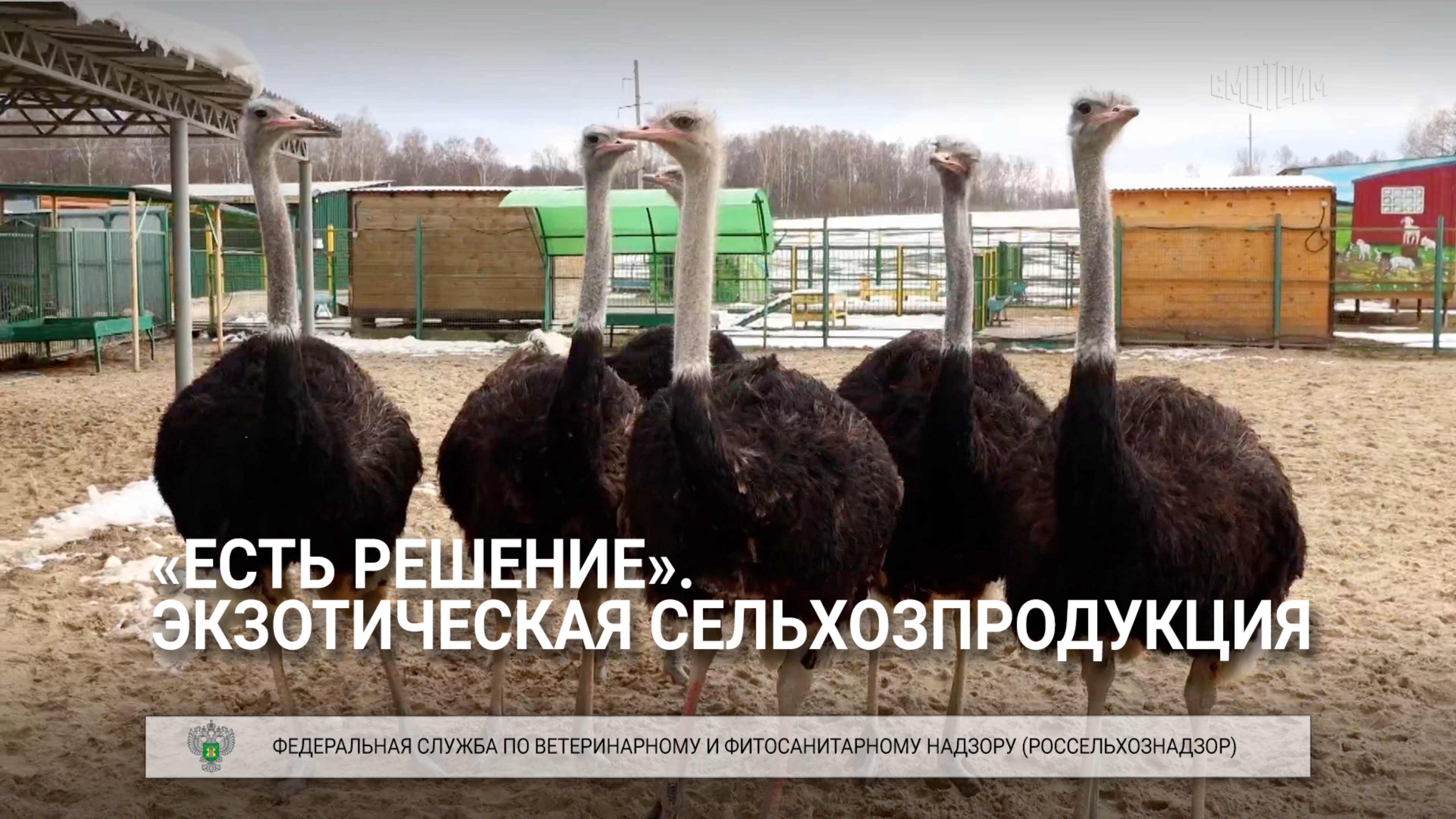 «Есть решение». Экзотическая сельхозпродукция