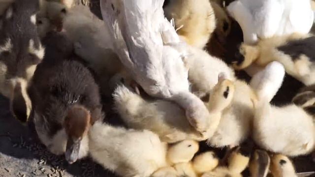 Утята смотреть онлайн