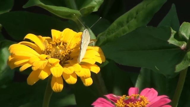 A white yellow butterfly on yellow flower in HD