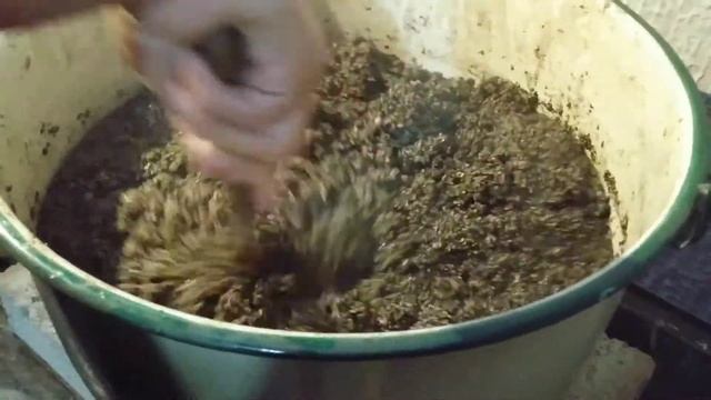 Germinando Cactus! Primavera 2021 - 02 Esterilización de sustrato #Cactus #Propagar #Suculentas смотреть онлайн