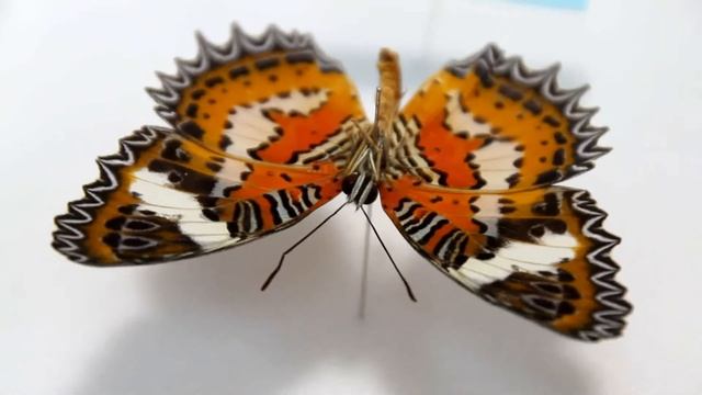 ハレギチョウ Cethosia hypsea Nature-shop