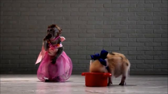 Дрессированные мини пиги смотреть онлайн