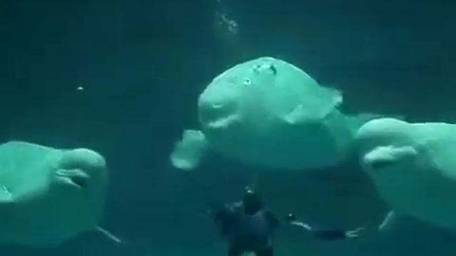 Трюк от дельфинов смотреть онлайн