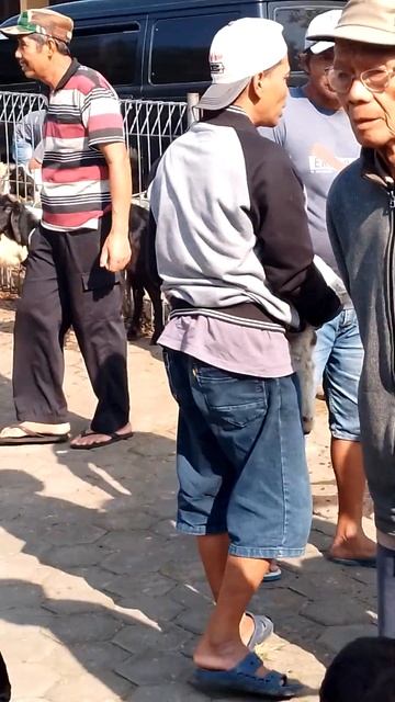 4 Shuffle sheepfarmnearme