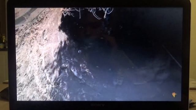 крыса танцует откуда мем смотреть онлайн