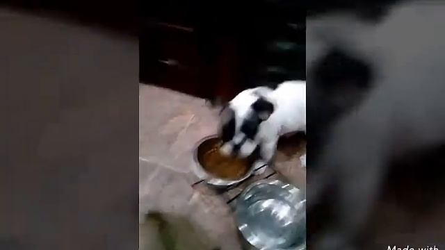 Наши пуси!!)) смотреть онлайн