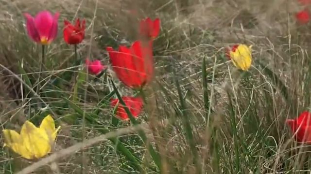 Красота родного края смотреть онлайн