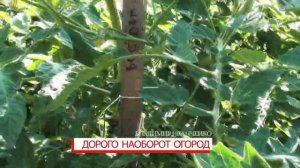 Черри томат Восторг Садовника - в этом названии, как в жизни, все прекрасно