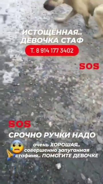 Выкинули стаффа....срочно ищем хозяина/передержку смотреть онлайн