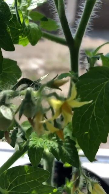 видео карликовых горшечных гномов смотреть онлайн