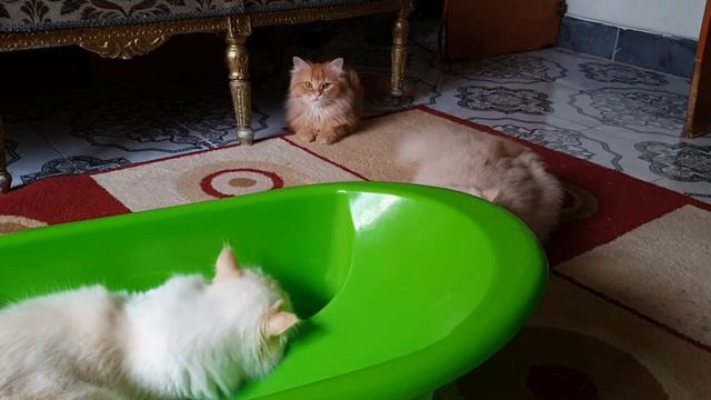 Lily Playing With The Boys |SO Awesome Cute Cats | Memi Cat | #128 смотреть онлайн