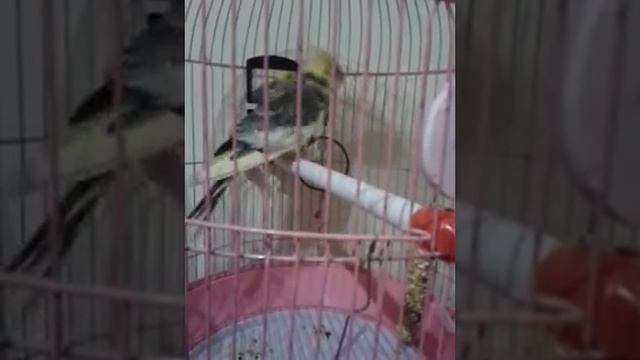 Корелла танцует (моя Пышка) смотреть онлайн