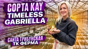 Сорта тюльпанов Kay, Timeless и Gabriella