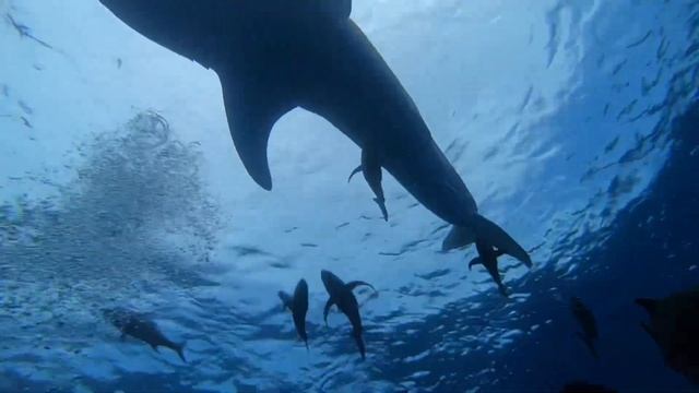 Nautilus Belle Amie Socorro Islands Trip April 2023-booking for April 25 now