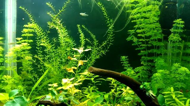 Trichopsis Pumila, Parosphromenus Deissneri, Corydora Habrosus смотреть онлайн