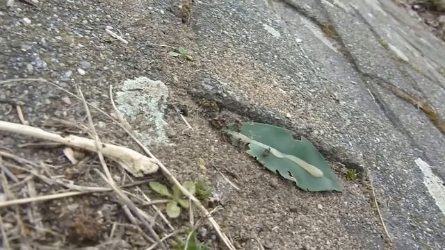 Formica cf. rufibarbis nest (720p) смотреть онлайн