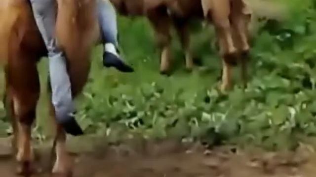 Кличко убегает от верблюда лучшее приколы смотреть онлайн