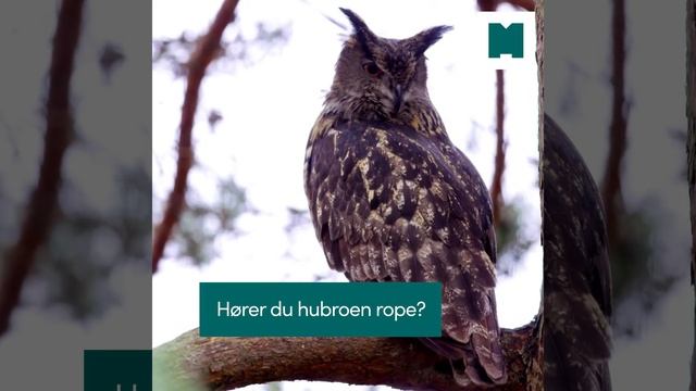 Bli med ut for å sette opp lytteboks for hubro! смотреть онлайн