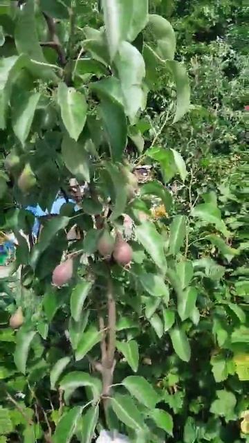 #shorts #груша #сад Висят груши нельзя еще скушать смотреть онлайн