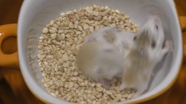"Paradise Hamster" С-1