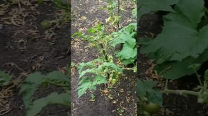 кто обрезает листья у моркови?