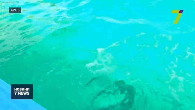 Зоозахисники виступили проти експлуатації дельфінів смотреть онлайн