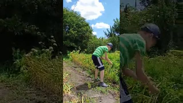 Как правильно собирать урожай чеснока.