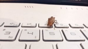 Клоп попадает в "топ":)