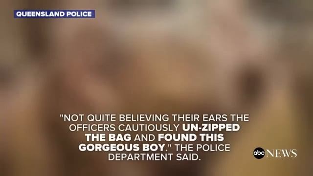 Police Find Baby Koala in Backpack During Arrest смотреть онлайн