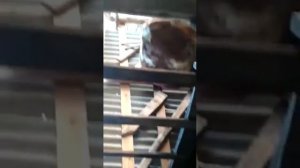 бык стоит на привязи .эксперимент как лучше на цепь или вольно ...