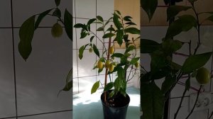 лаймкват лейкленд 19 февраля