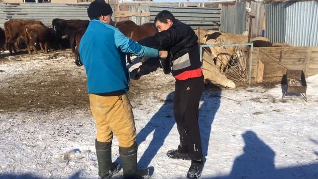 Дзюдо смотреть онлайн