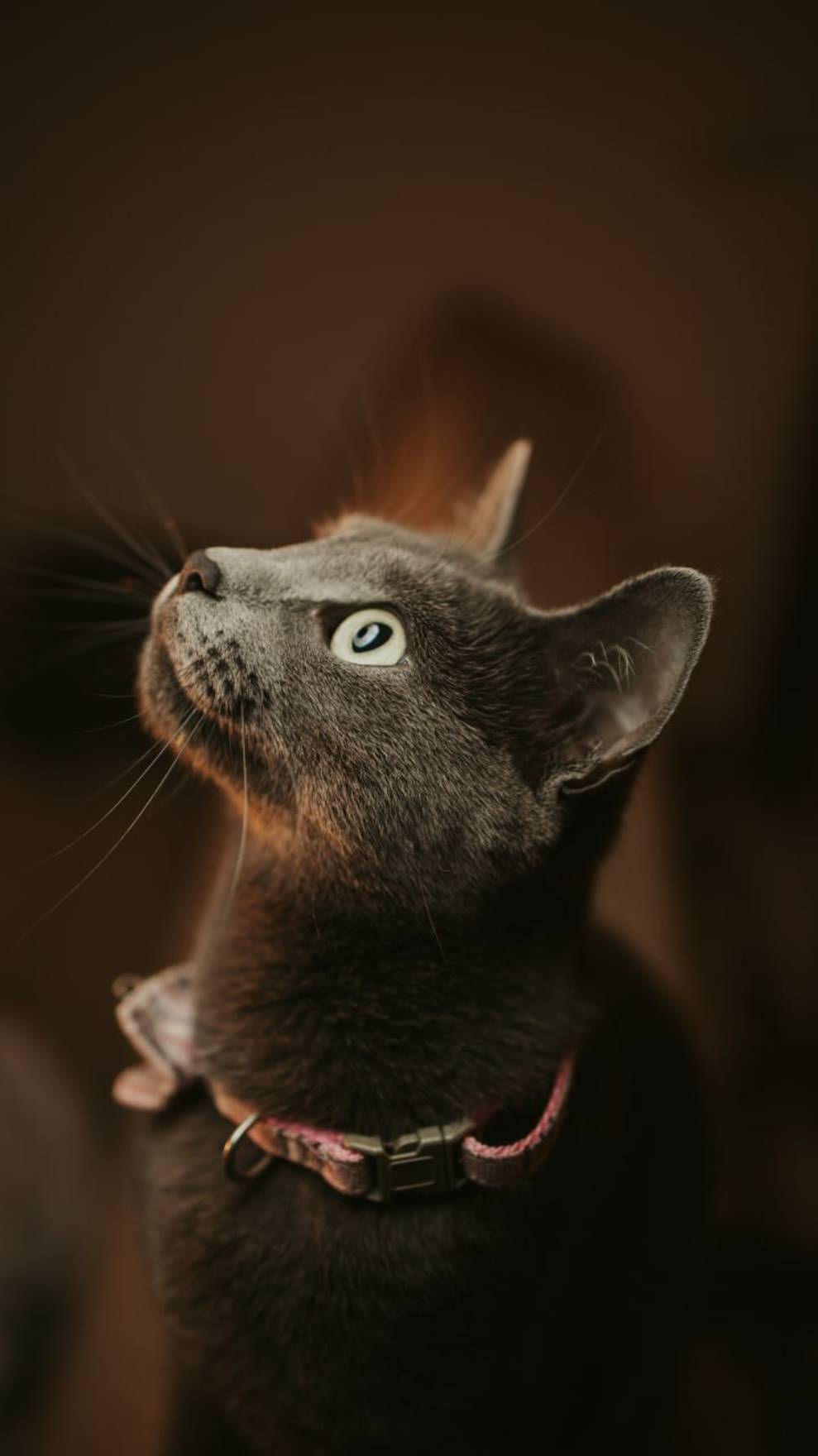 Нужно ли котам чёткое расписание кормления?