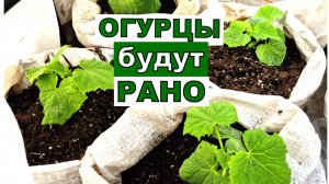 Снег еще есть, я а ОГУРЦЫ высаживаю на ранее потребление. Мой способ не подведет