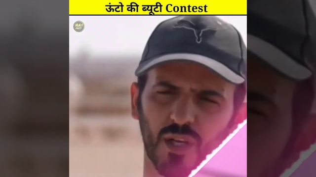 ऊंटो की Beauti Contest । Camels beauti contest । {कतर camel 🐫 contest} #shorts #fact смотреть онлайн