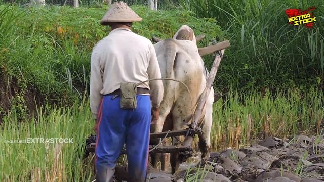 Bikin Kangen Jaman Dulu! Petani Membajak Sawah Dengan Sapi | Tradisional смотреть онлайн